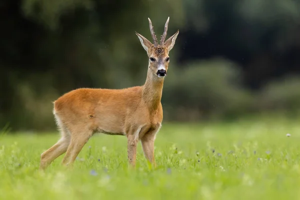 Roe geyiği yaz doğasında yeşil çayırda duruyor. — Stok fotoğraf