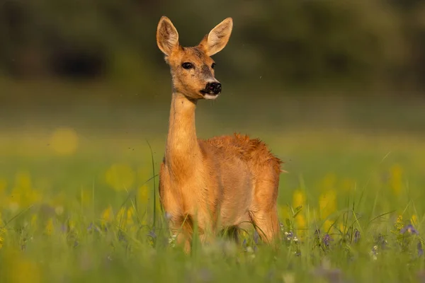 Roe hert vrouwtje staande op bloei weide in de zomer — Stockfoto