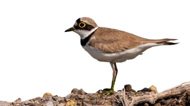 Beyaz arka planda izole edilmiş taşlara bakan küçük bir yağmurluk.