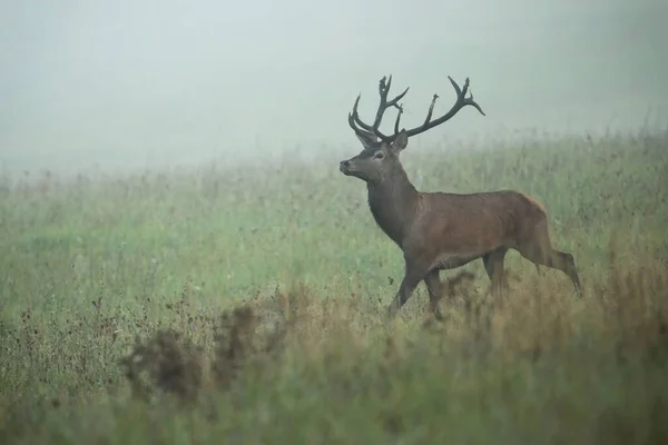 Görkemli kızıl geyik sabah sisinde çayırda yürüyor. — Stok fotoğraf