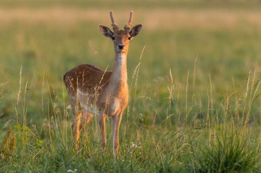 Günbatımında çayır üzerinde duran genç geyik.