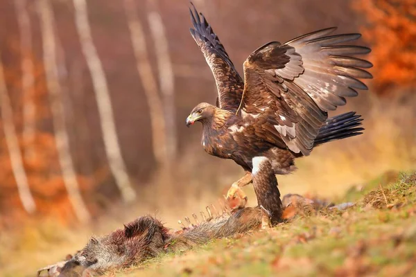 Golden eagle hunting dead animal in autumn environment.
