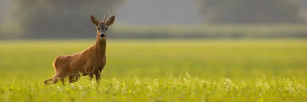 Roe deer looking to the camera on field in panoramic shot — Stock Photo, Image