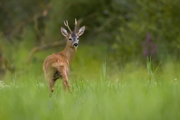 Rådjur observerar på växande gräs i sommar natur — Stockfoto