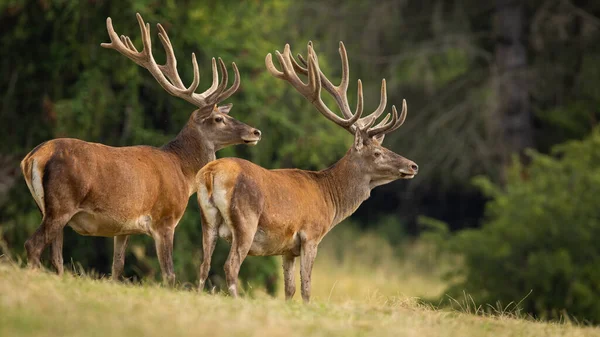 Deux cerfs rouges avec des bois recouverts de velours regardant la prairie — Photo