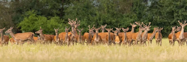 Egy csapat vörös szarvas keresi a zöld mezőt nyáron. — Stock Fotó