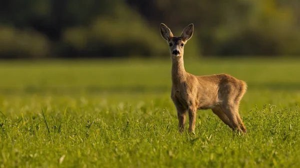 小鹿在阳光下看着草地上的相机 — 图库照片