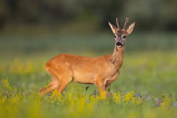 Capriolo osservando sul prato fiorito in estate — Foto Stock