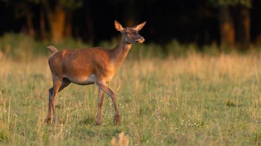 Kızıl geyik dişi yaz akşamı güneşi altında tarlada yürüyor.