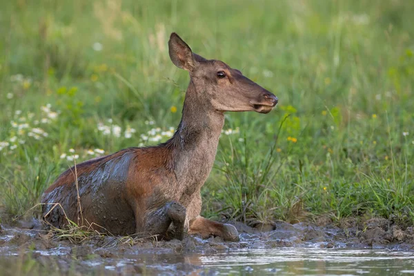 Kızıl geyik dişisi yaz mevsiminde çamurda debelenir. — Stok fotoğraf