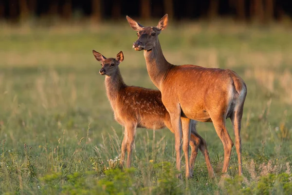 Samica jelenia czerwonego z młode obserwujące na trawie o zachodzie słońca — Zdjęcie stockowe
