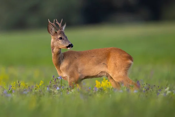 उन्हाळ्यात निसर्गातील वन्य फुलांवर शोधत तरुण रो डियर — स्टॉक फोटो, इमेज