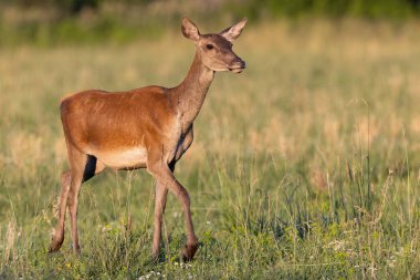 Yaz mevsiminde yeşil çayırlarda yürüyen kırmızı geyik.