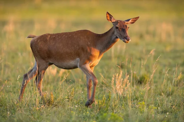 Yazın gün batımında çayırda hareket eden kızıl geyik. — Stok fotoğraf