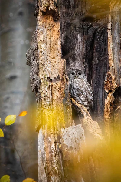 Tawny baykuşu sonbahar doğasında ağacın kutsallığında saklanıyor. — Stok fotoğraf