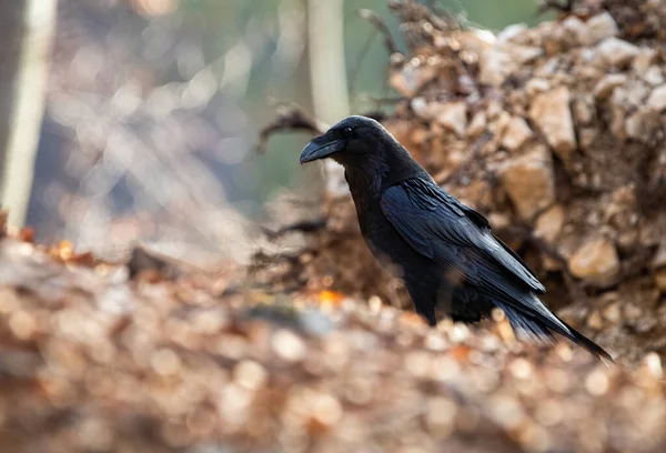 Cuervo común sentado en el suelo en otoño naturaleza de lado —  Fotos de Stock