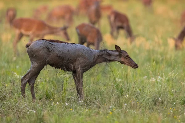 Ciervo rojo mojado temblando en el prado en la naturaleza veraniega —  Fotos de Stock