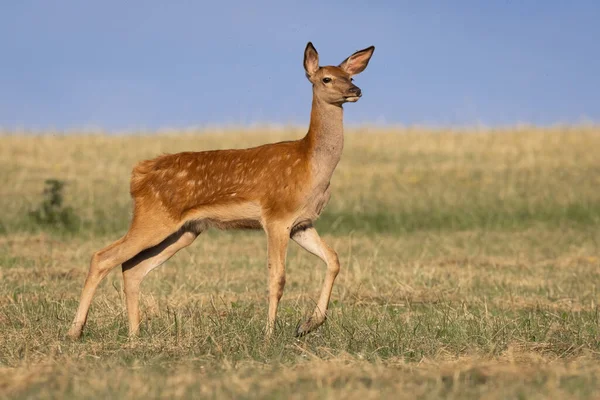 夏天在草地上散步的小红鹿 — 图库照片