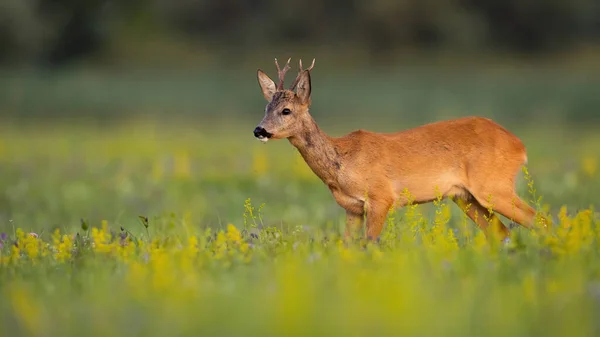 Alarmierte Rehe stehen auf Wildblumen in der sommerlichen Natur — Stockfoto