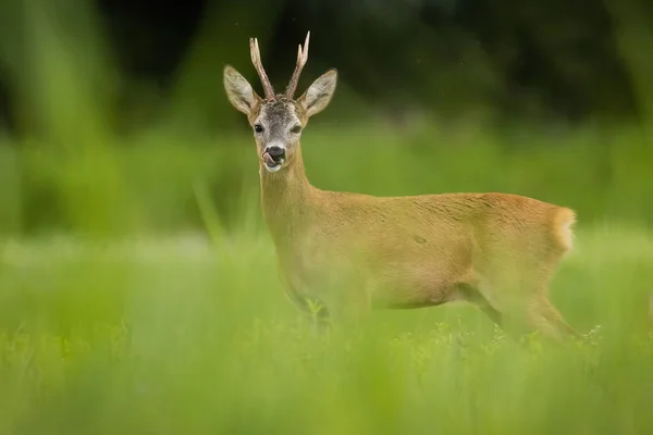Rådjur tittar på kameran på gräsmark på sommaren — Stockfoto