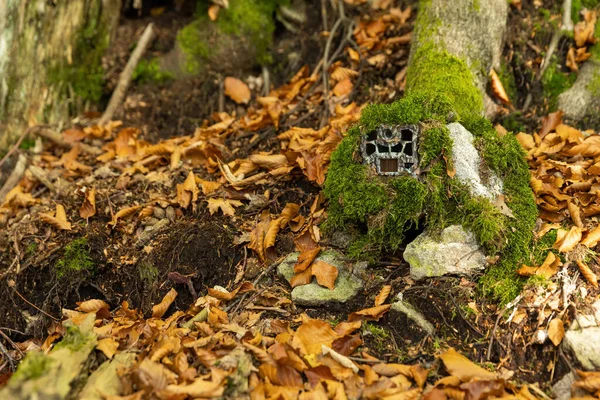 Камера слідів, захована на дереві під зеленим мохом в осінній природі — стокове фото