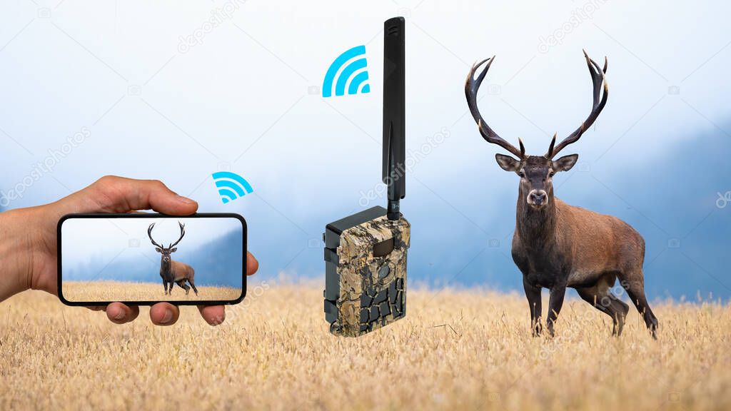 Trail camera sending picture of deer to mobile phone through cellular network