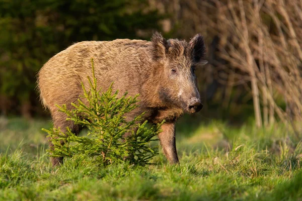 Single wild boar standing behind a young tree in warm evening light — Stock Photo, Image