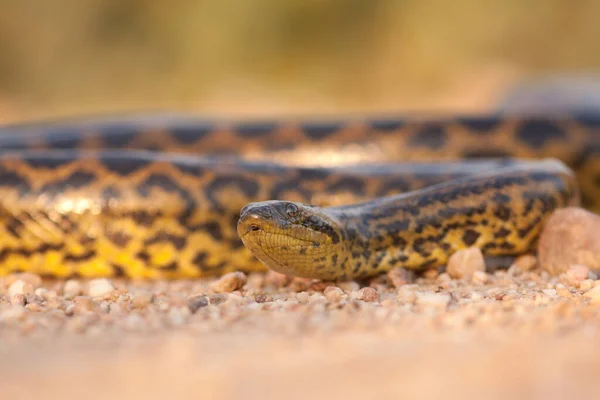 Anaconda amarela rastejando na areia da visão de baixo ângulo e aproximando-se — Fotografia de Stock