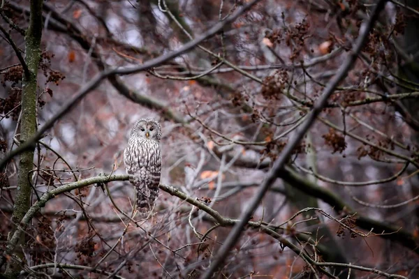 その羽のおかげで隠された森の中の枝に座っているフクロウ — ストック写真