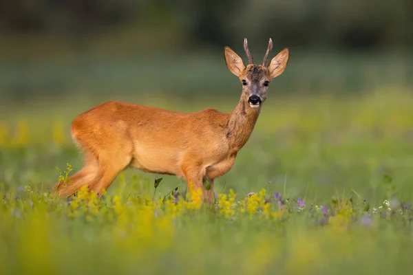 Roe deer looking to the camera on field in summer nature — Stock Photo, Image
