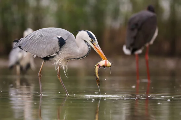 Szürke gém eszik halat vizes élőhelyen tavasszal természet — Stock Fotó