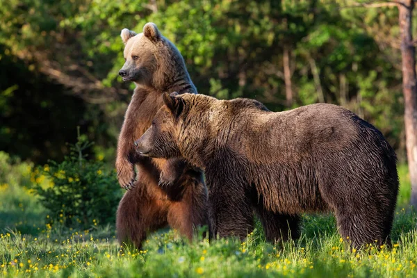 Två brunbjörnar står i skogen i vårnaturen — Stockfoto