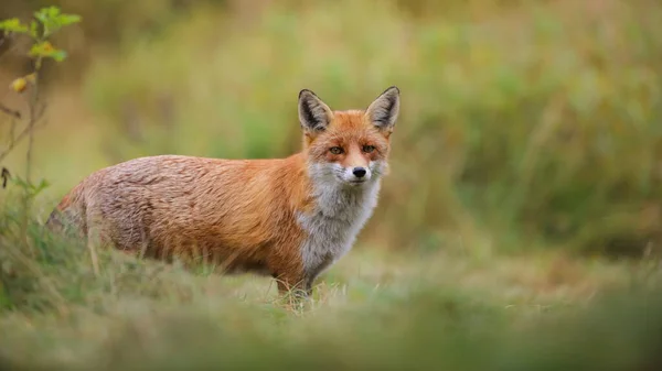 Κόκκινη αλεπού στέκεται σε λειμώνες το φθινόπωρο με αντίγραφο χώρο — Φωτογραφία Αρχείου