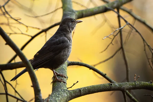 Pájaro negro común sentado en la madera en otoño naturaleza. — Foto de Stock