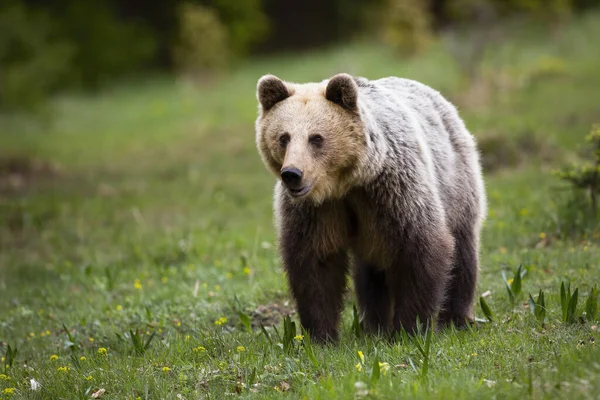 ブラウンクマは、コピーのための背景とスペースがぼやけて緑の自然を見て — ストック写真