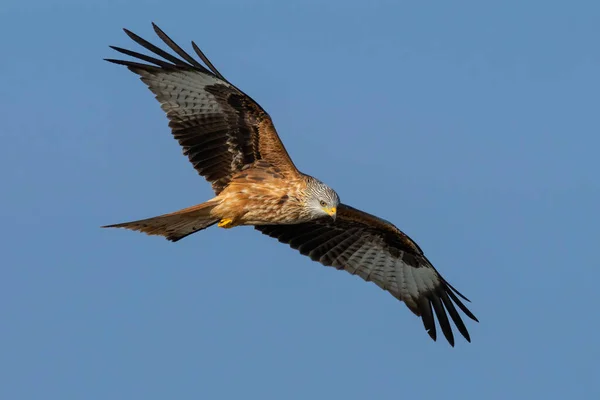 Red kite flying on clear sky with spread wings in summer