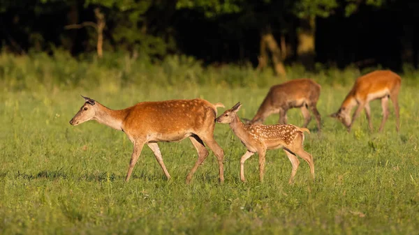 Pequeño grupo de ciervos rojos caminando en los pastizales en verano —  Fotos de Stock