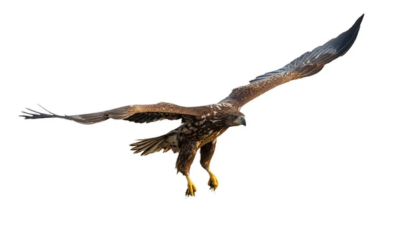Seeadler fliegt mit offenen Flügeln auf blankem Boden — Stockfoto