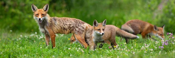 Röd räv familj på en blommande grön sommar äng inför kameran — Stockfoto