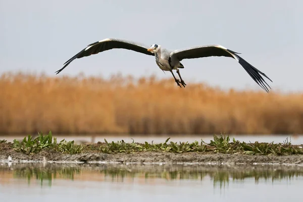 Серая цапля летит над водно-болотными угодьями весной — стоковое фото