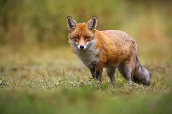 Red fox looking to the camera on green field in autumn — Stock Photo, Image