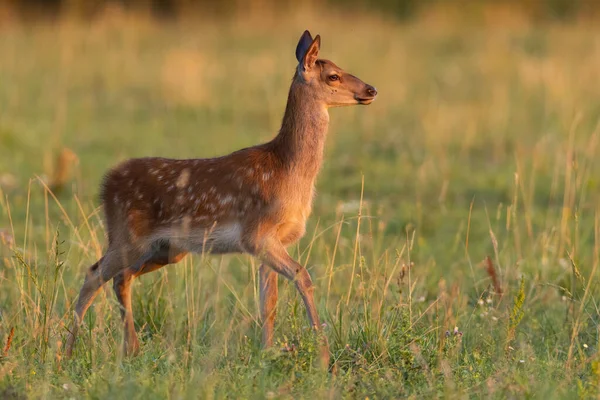 夏日落日下，幼小的红鹿在草地上散步 — 图库照片