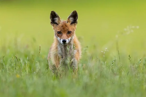 붉은 여우는 여름철의 초원에 접근 한다. — 스톡 사진