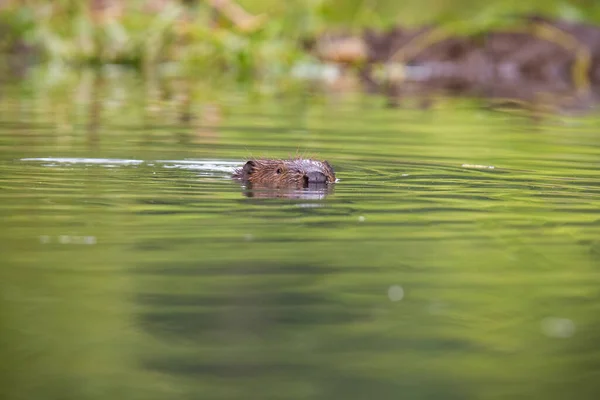 Castor eurasiático nadando en el agua en verano naturaleza —  Fotos de Stock