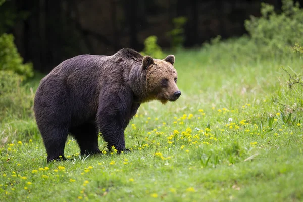 Gros ours brun debout sur des fleurs sauvages au printemps — Photo