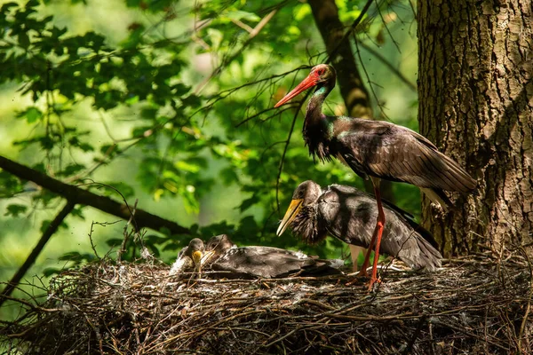 Семья черного аиста гнездится на дереве в летней природе — стоковое фото