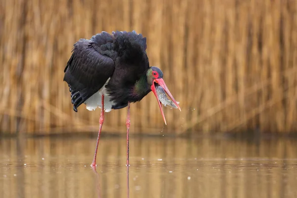 Fekete gólya halászat vizes élőhelyen tavasszal természet — Stock Fotó
