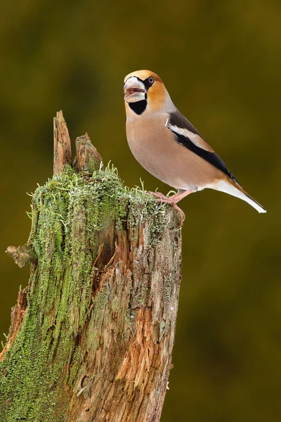 Hawfinch cantando en muñón musgo en tiro vertical en primavera —  Fotos de Stock