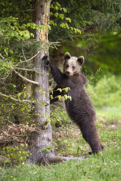 Joven oso pardo apoyado en el árbol en tiro vertical en verano — Foto de Stock