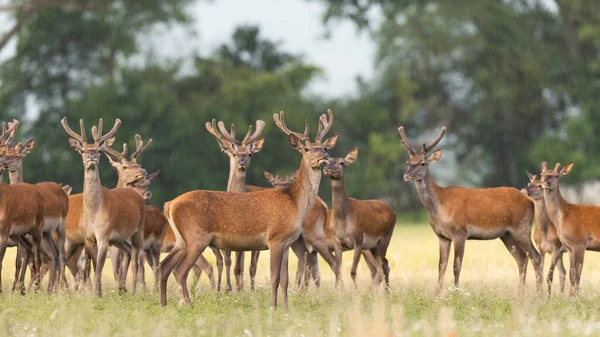 Banda červených jelenů stojící na pastvinách v letní přírodě — Stock fotografie